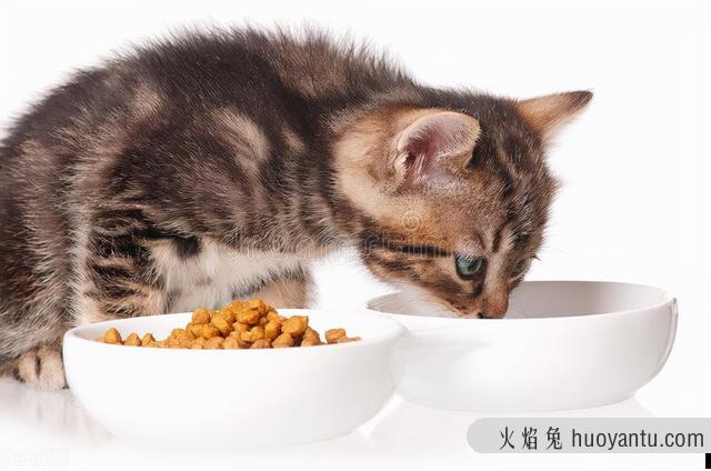 猫会挑食把自己饿死吗(猫饿了还会挑食吗)