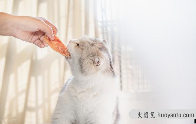 猫会挑食把自己饿死吗(猫饿了还会挑食吗)