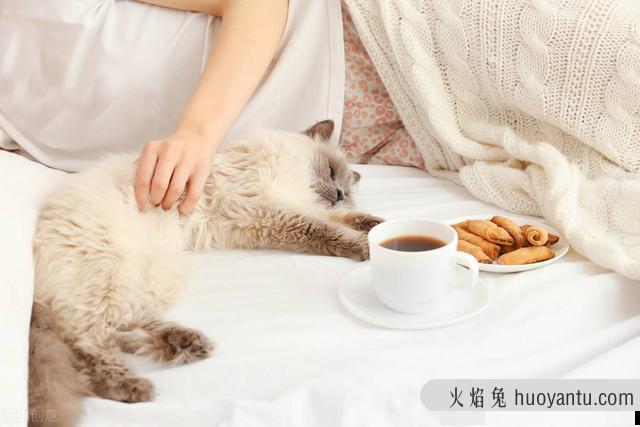 猫会挑食把自己饿死吗(猫饿了还会挑食吗)