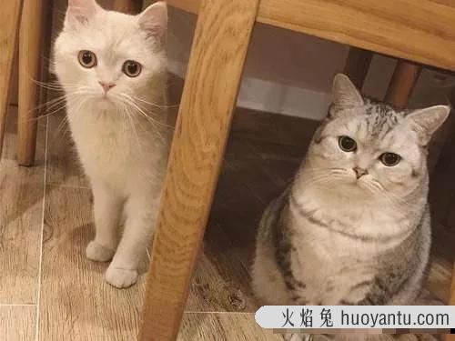 猫咪怎么分辨公母(三个月的猫咪怎么分辨公母)