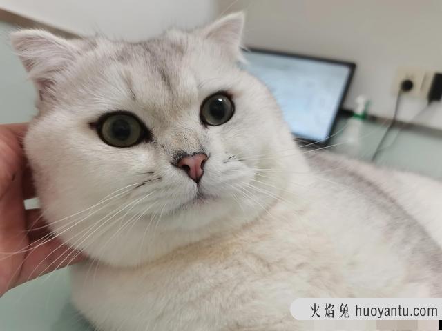 猫咪怎么分辨公母(三个月的猫咪怎么分辨公母)