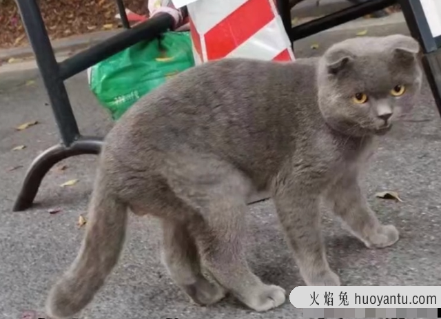 折耳猫生病的早期症状有哪些(折耳猫生病的早期症状图片)