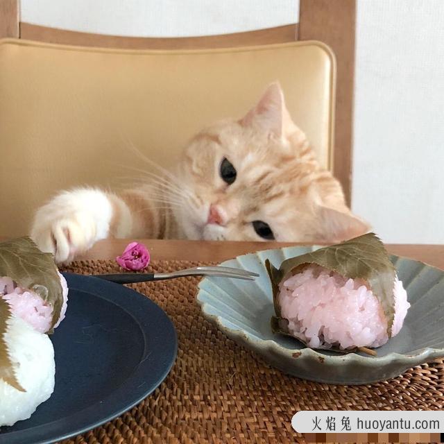 猫可以吃米饭吗(宠物猫可以吃米饭吗)