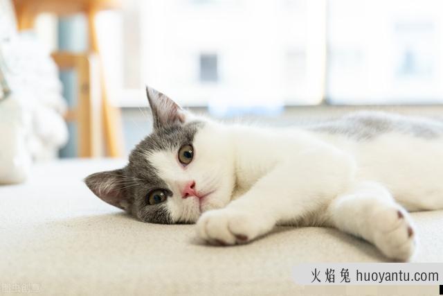 猫咪换牙期注意事项(猫咪换牙有什么症状)