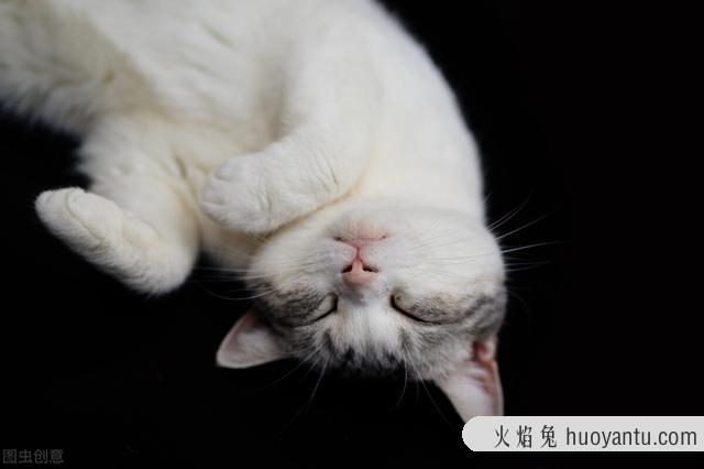 猫咪换牙期注意事项(猫咪换牙有什么症状)