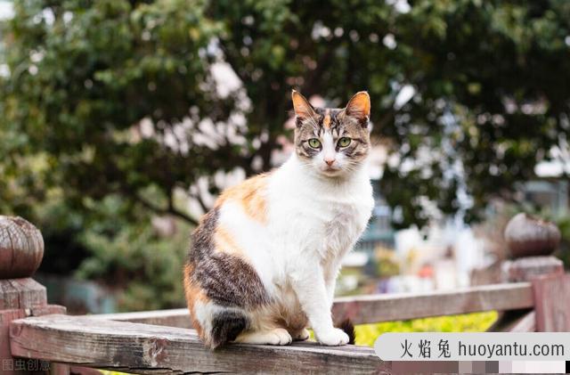 猫咪换牙期注意事项(猫咪换牙有什么症状)