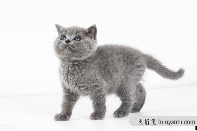 猫咪换牙期注意事项(猫咪换牙有什么症状)