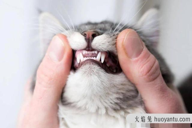 猫换牙的时间是从几个月开始(猫换牙过程图解)