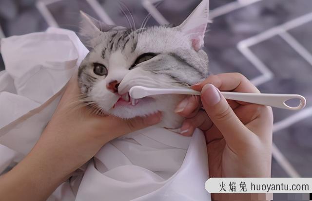 猫换牙的时间是从几个月开始(猫换牙过程图解)