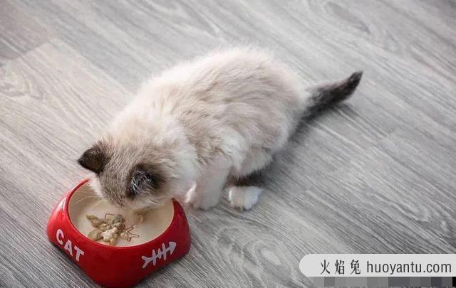 猫换牙的时间是从几个月开始(猫换牙过程图解)