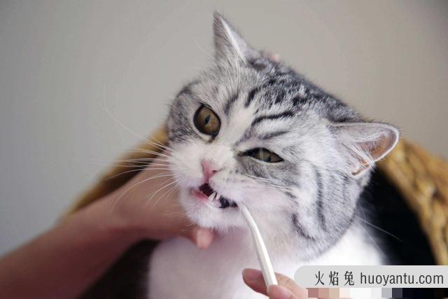 猫换牙的时间是从几个月开始(猫换牙过程图解)