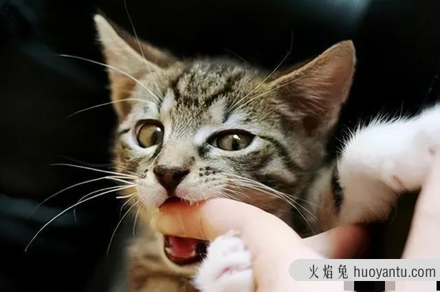 猫换牙的时间是从几个月开始(猫换牙过程图解)