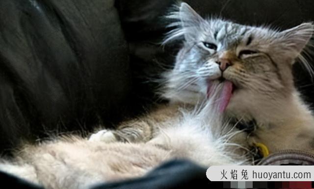 猫舔人脚趾是怎么回事(猫舔人是什么意思)