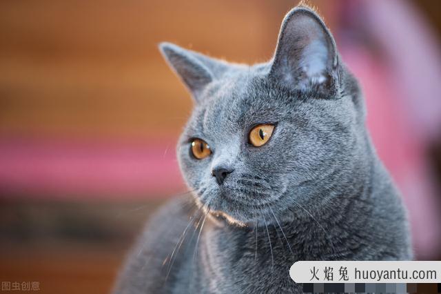 猫咪口炎症状图片(猫咪口炎症状如何治疗)