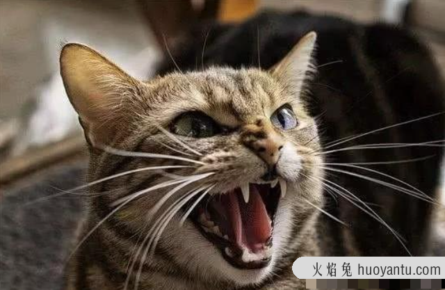 猫为什么晚上一直叫(猫为什么晚上一直叫个不停)