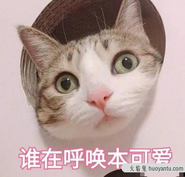 简短好听有猫字的网名(简短好听有猫字的网名两字)