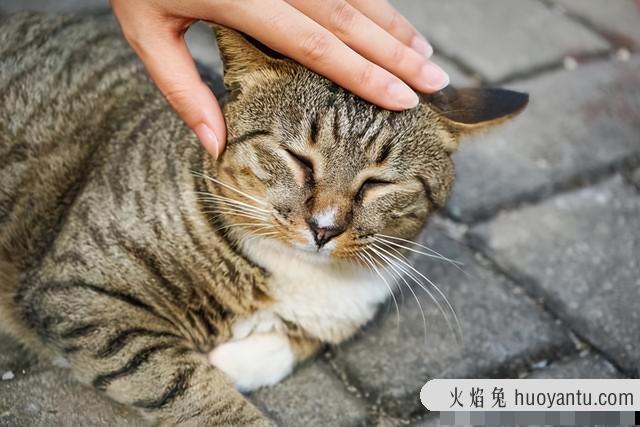 猫的颜色会变化吗(猫的颜色有哪几种)