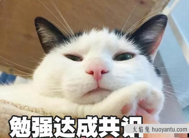 猫取名招财又吉利的名字(猫取名推荐)