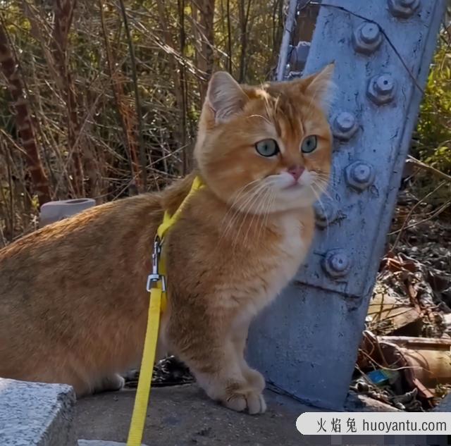 猫需要遛吗(宠物猫需要遛吗)