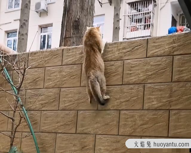 猫需要遛吗(宠物猫需要遛吗)