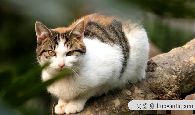 猫咪离家出走前的征兆(猫咪离家出走前的征兆有哪些)