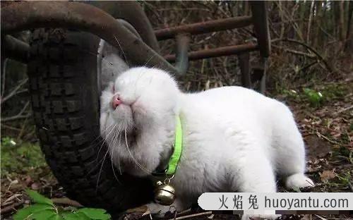 猫咪离家出走前的征兆(猫咪离家出走前的征兆有哪些)