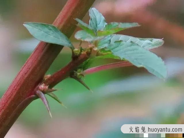 猫毛草的功效和作用(猫毛草图片)