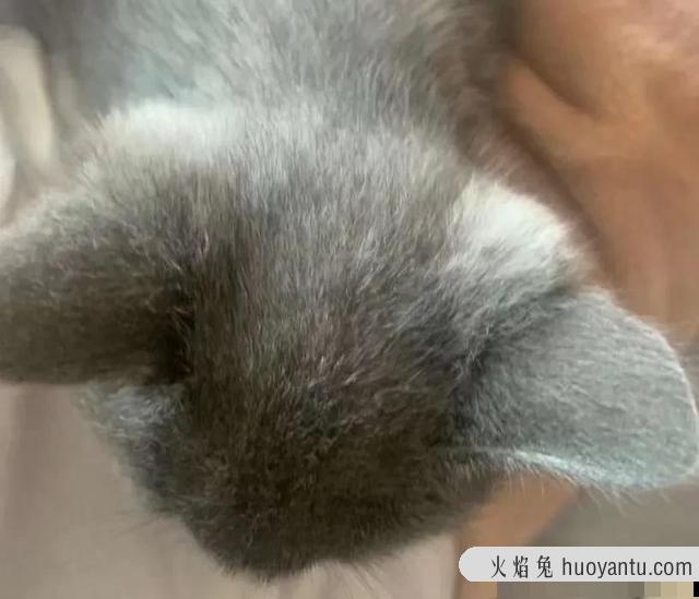 猫死后会给主人托梦吗(猫给人托梦意味着什么)