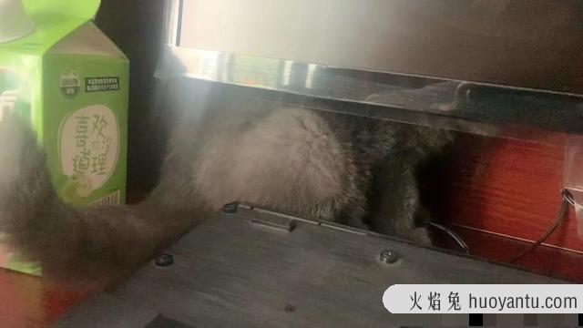 猫死后会给主人托梦吗(猫给人托梦意味着什么)