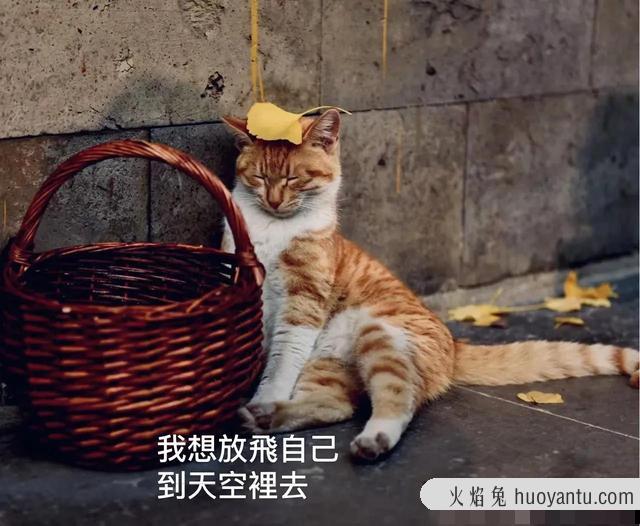 猫死后会给主人托梦吗(猫给人托梦意味着什么)