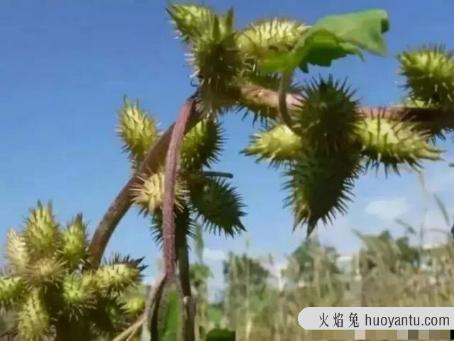 猫毛草的功效和作用(猫毛草图片)