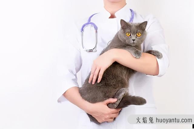 猫分娩完过两天又生了(猫分娩完过两天又生了猫仔能活吗)