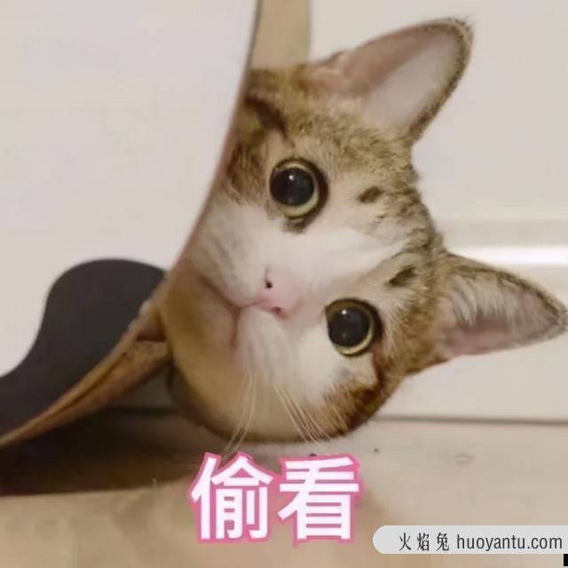 猫分娩完过两天又生了(猫分娩完过两天又生了猫仔能活吗)