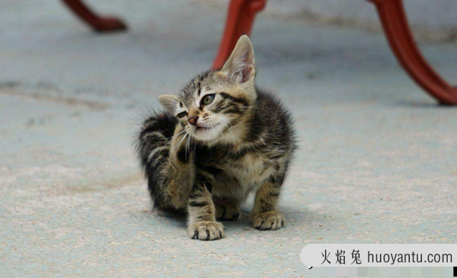 猫藓初期图片(猫藓长什么样子)