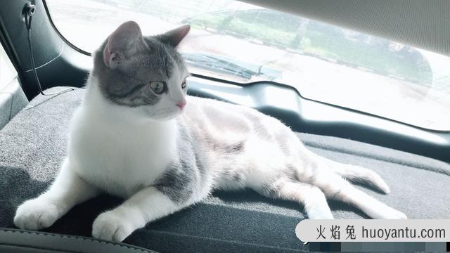 猫藓初期图片(猫藓长什么样子)