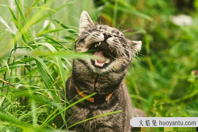 家猫抓伤要不要打狂犬疫苗(被自家猫抓伤要打狂犬疫苗吗)