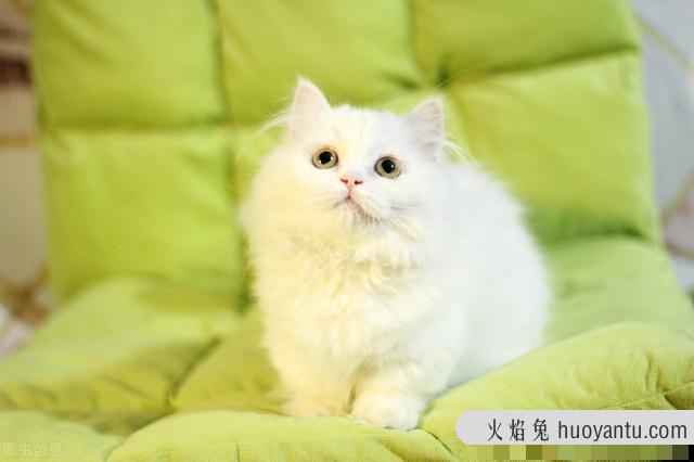 拿破仑矮脚猫图片(拿破仑矮脚猫好养吗)