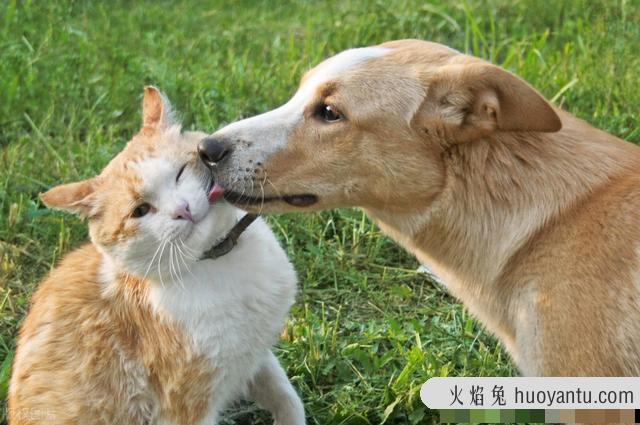 家猫抓伤要不要打狂犬疫苗(被自家猫抓伤要打狂犬疫苗吗)