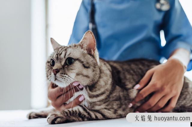 家猫抓伤要不要打狂犬疫苗(被自家猫抓伤要打狂犬疫苗吗)