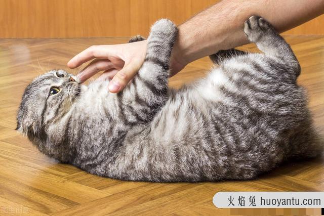 家猫抓伤要不要打狂犬疫苗(被自家猫抓伤要打狂犬疫苗吗)