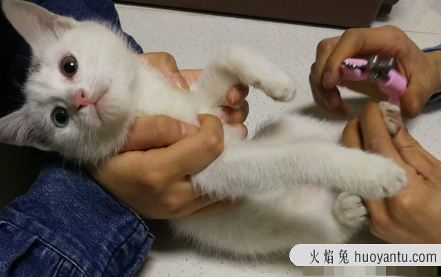 猫什么时候打疫苗(猫什么时候打疫苗比较好)