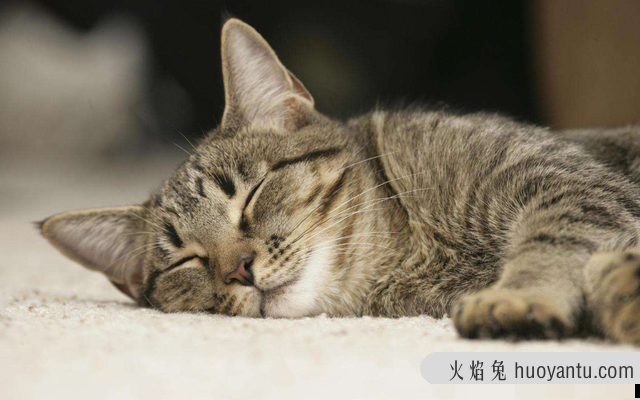 猫什么时候打疫苗(猫什么时候打疫苗比较好)