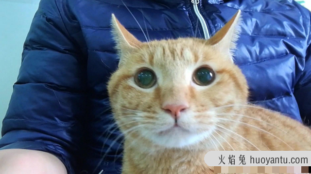 猫什么时候打疫苗(猫什么时候打疫苗比较好)