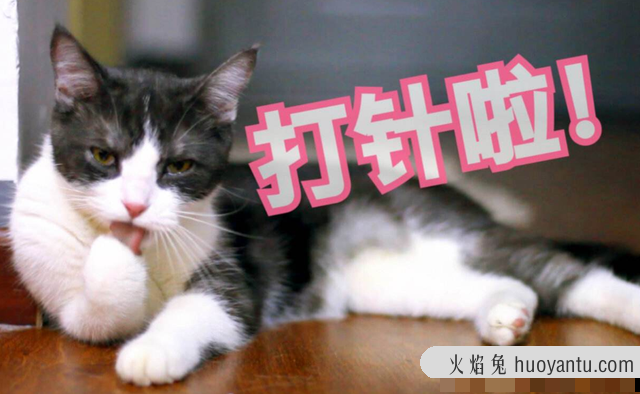 猫什么时候打疫苗(猫什么时候打疫苗比较好)