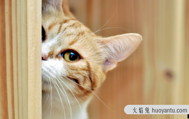 猫什么时候打疫苗(猫什么时候打疫苗比较好)