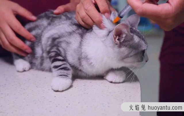 猫什么时候打疫苗(猫什么时候打疫苗比较好)