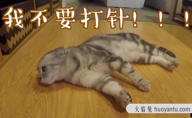 猫什么时候打疫苗(猫什么时候打疫苗比较好)