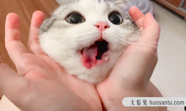 猫什么时候打疫苗(猫什么时候打疫苗比较好)