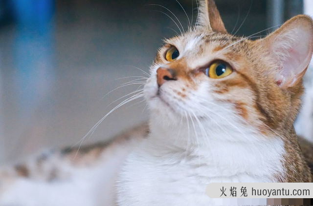 猫什么时候打疫苗(猫什么时候打疫苗比较好)