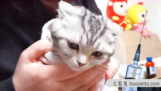 猫什么时候打疫苗(猫什么时候打疫苗比较好)